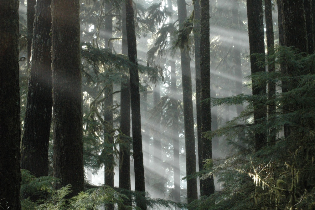 BOOM Library Coniferous Forest Ambient Sound Effects recordings Light shines through the tree trunks