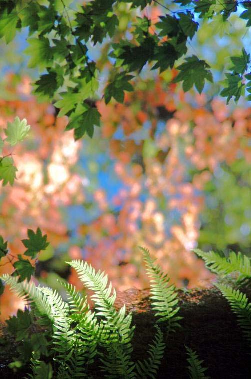 Deciduous Forests Nature Ambience Sound Effects recordings Leaves and fern