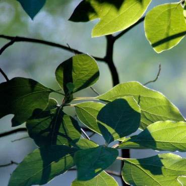 Deciduous Forests Nature Ambience Sound Effects recordings leaves