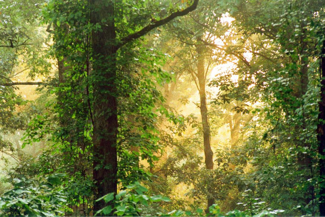 Deciduous Forests Nature Ambience Sound Effects recordings trees