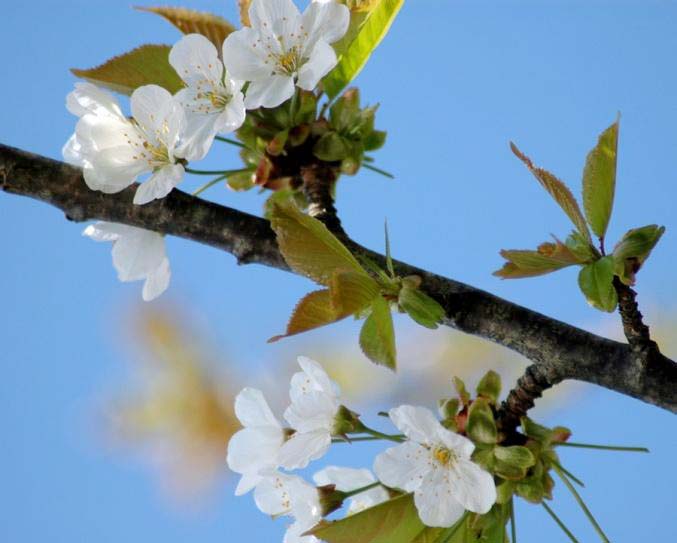 Deciduous Forests Nature Ambience Sound Effects recordings branch with flowers