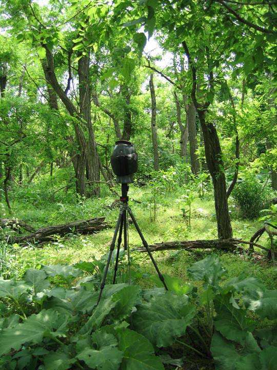 Deciduous Forests Nature Ambience Sound Effects recordings microphone setup in forest