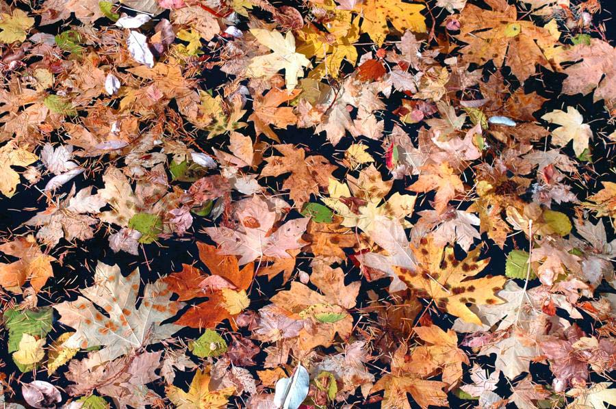 Deciduous Forests Nature Ambience Sound Effects recordings Leaves on forest floor