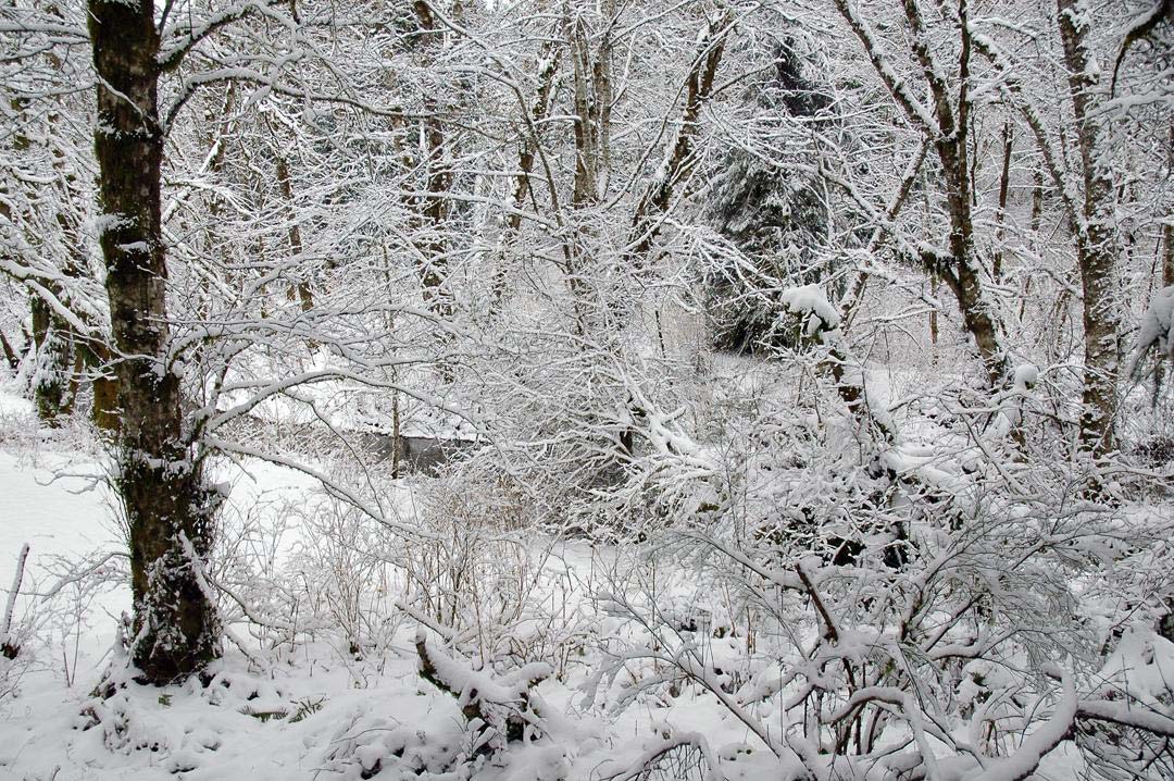Deciduous Forests Nature Ambience Sound Effects recordings Snow in the forest