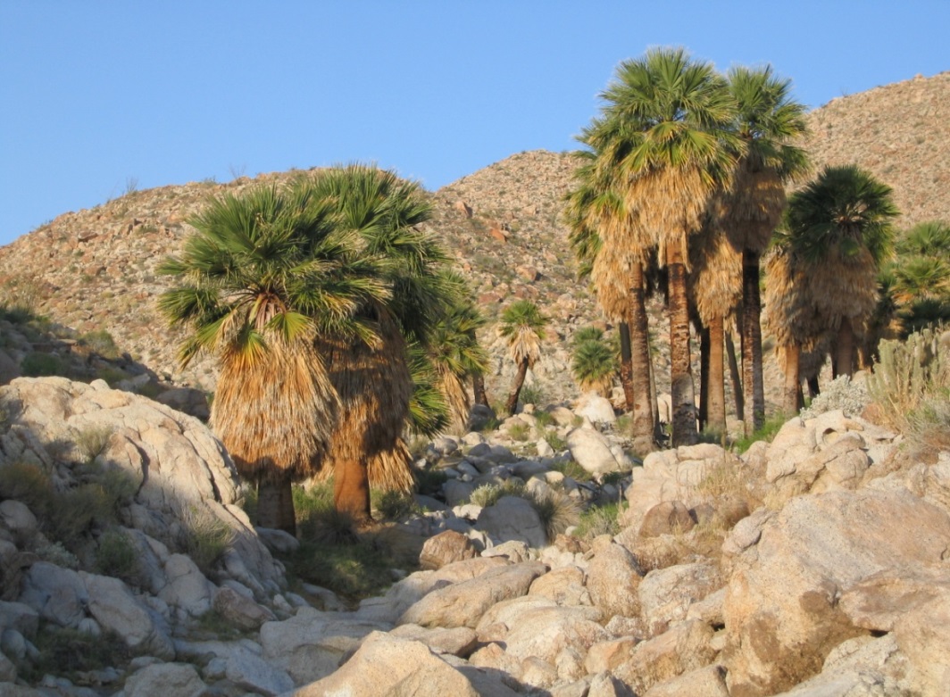 Deserts Nature Ambience Sound Effects Library recordings