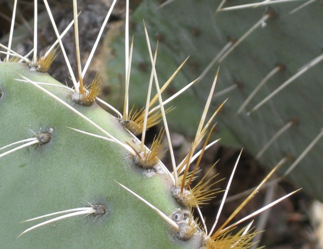Deserts Nature Ambience Sound Effects Library recordings