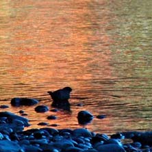 Flowing Water Nature Ambience Sound Effects recordings