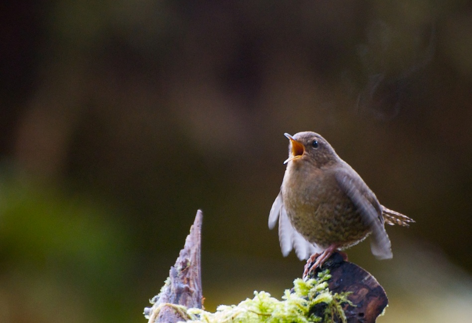 BOOM Library Coniferous Forest Ambient Sound Effects recordings little bird chirps
