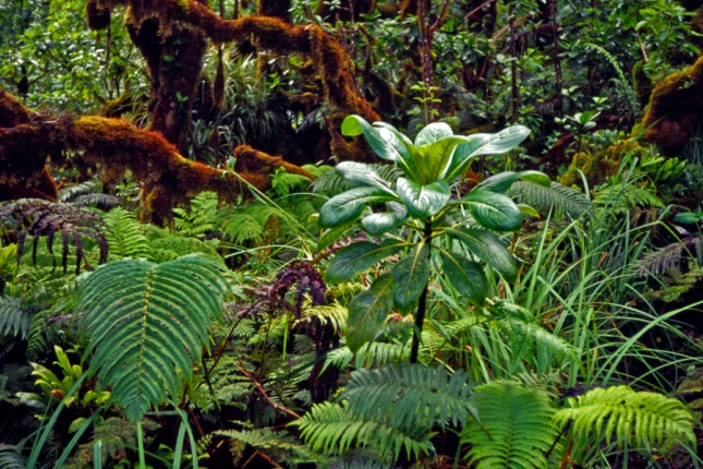 Hawaii Nature Ambience Sound Effects Library recordings by BOOM Library