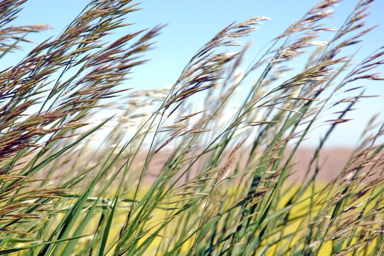 Prairies Nature Ambience Sound Effects recordings