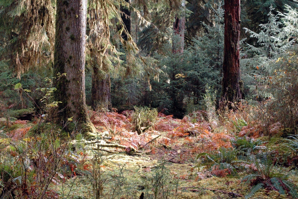 Quietudes Nature Ambience Sound Effects recordings