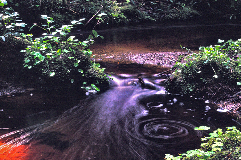 Riparian Zones Nature Ambience Sound Effects Library recordings