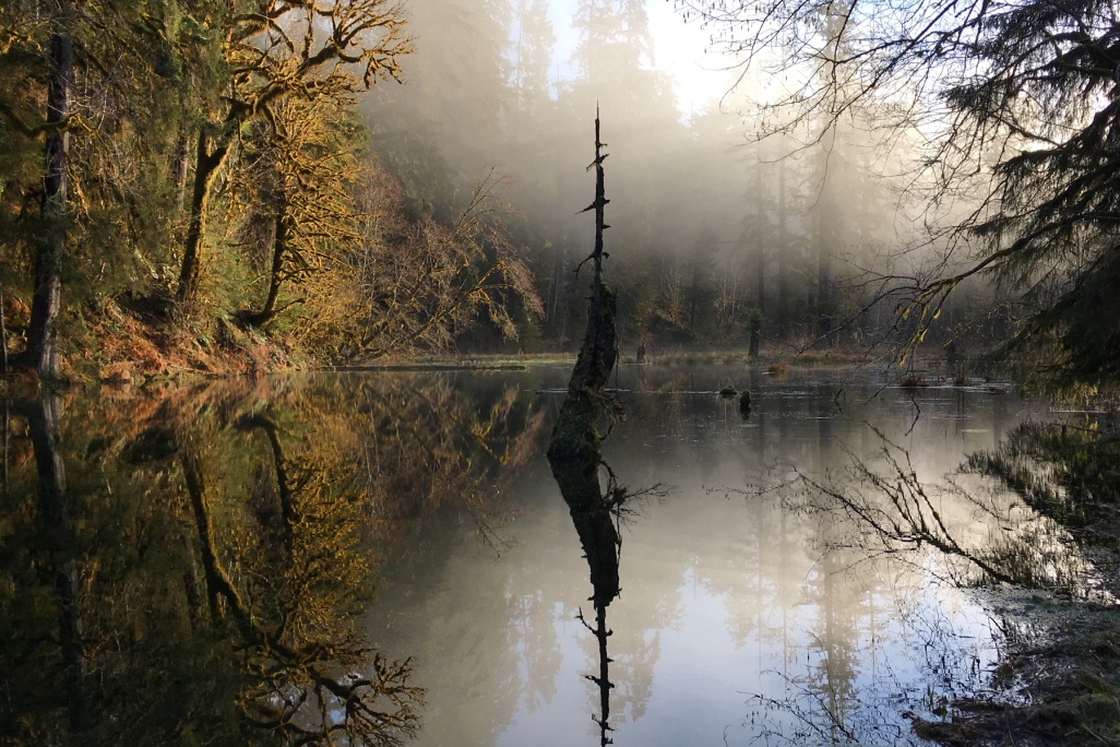 Riparian Zones Nature Ambience Sound Effects Library recordings