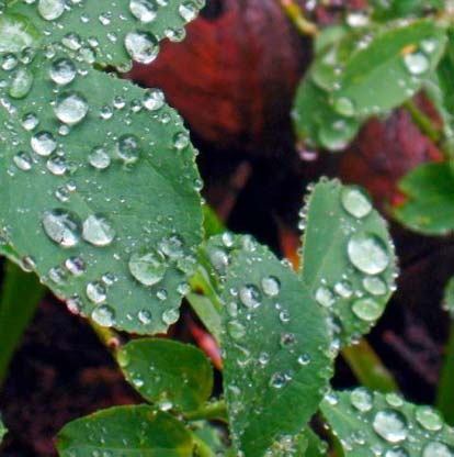 Thunder And Rain Nature Ambience Sound Effects recordings water drops on leaf