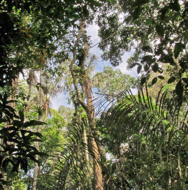 Tropical Forests Nature Ambience Sound Effects Library recordings jungle