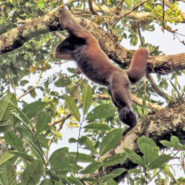 Tropical Forests Nature Ambience Sound Effects Library recordings Monkey climbing the tree