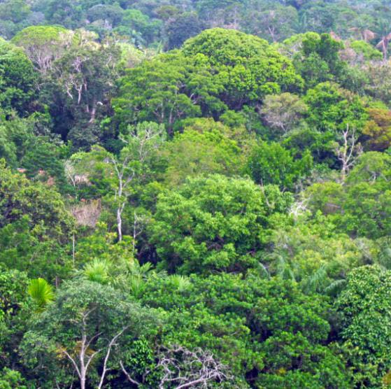 Tropical Forests Nature Ambience Sound Effects Library recordings jungle