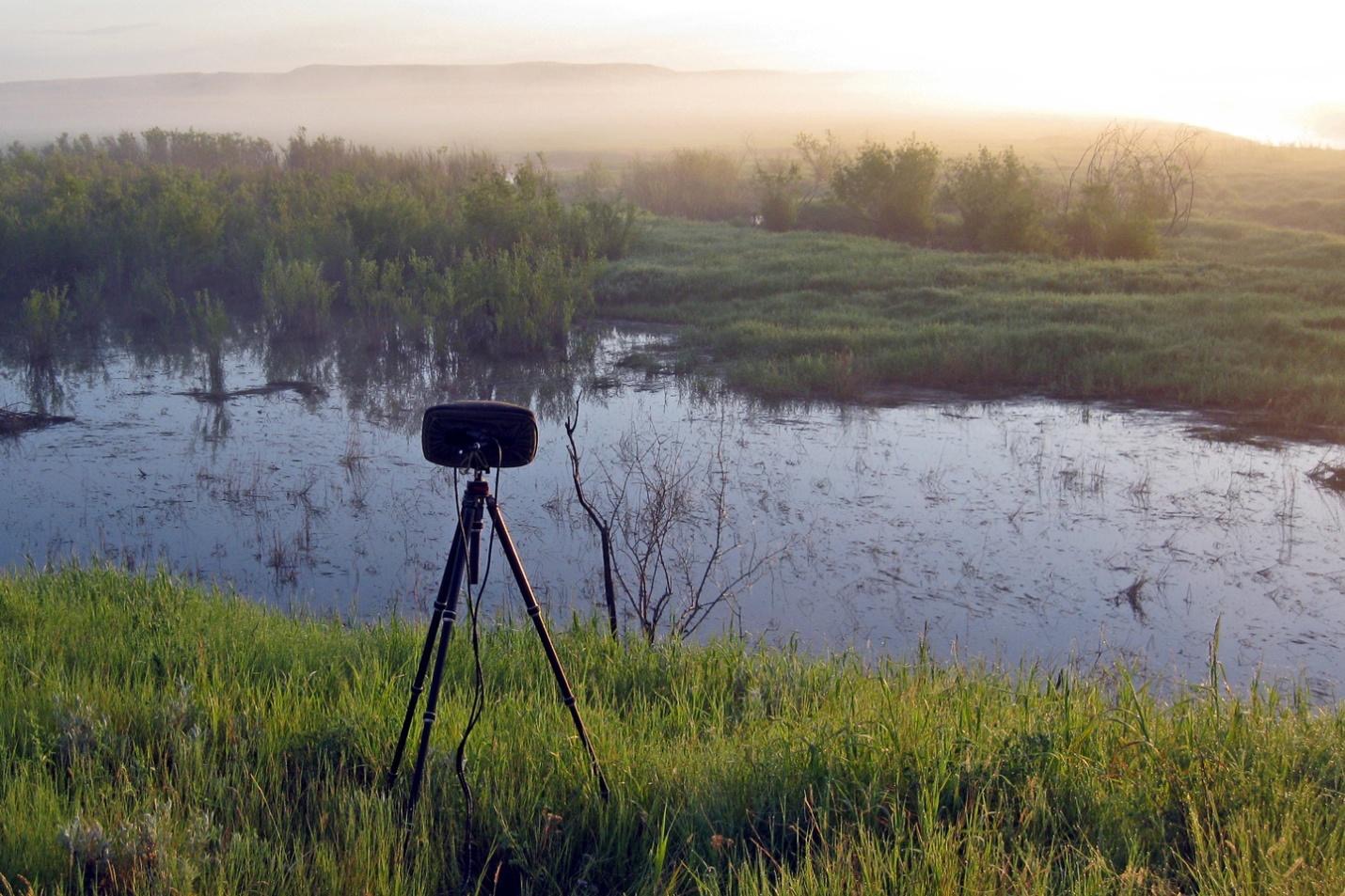 Wetlands Nature Ambience Sound Effects recordings