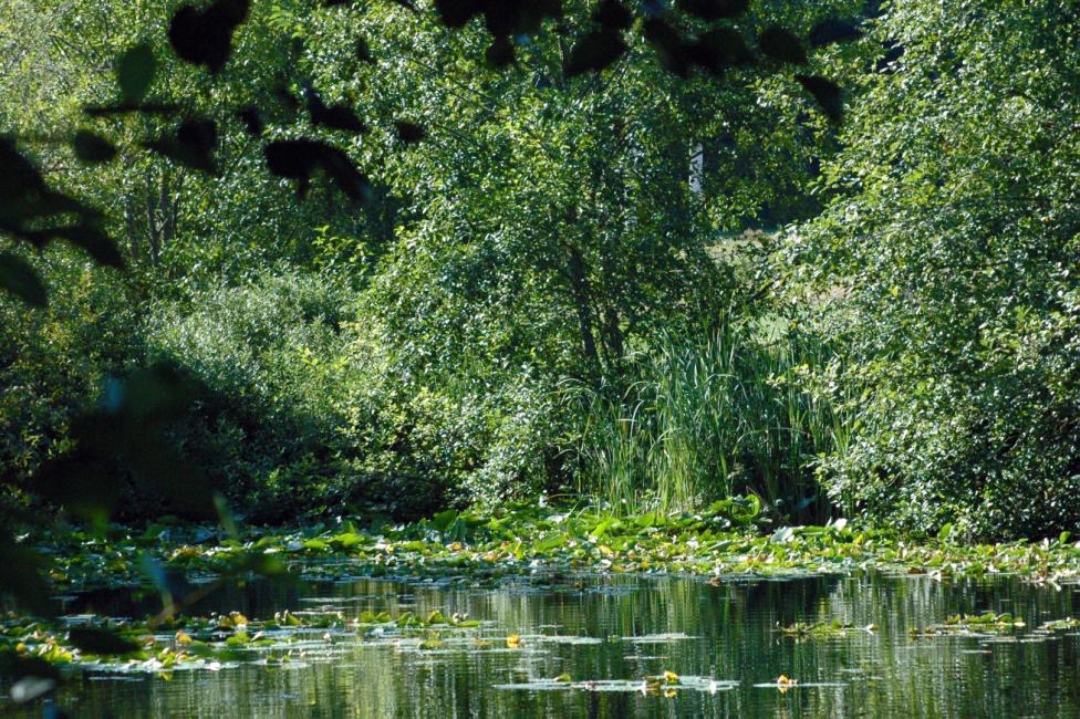 Wetlands Nature Ambience Sound Effects recordings