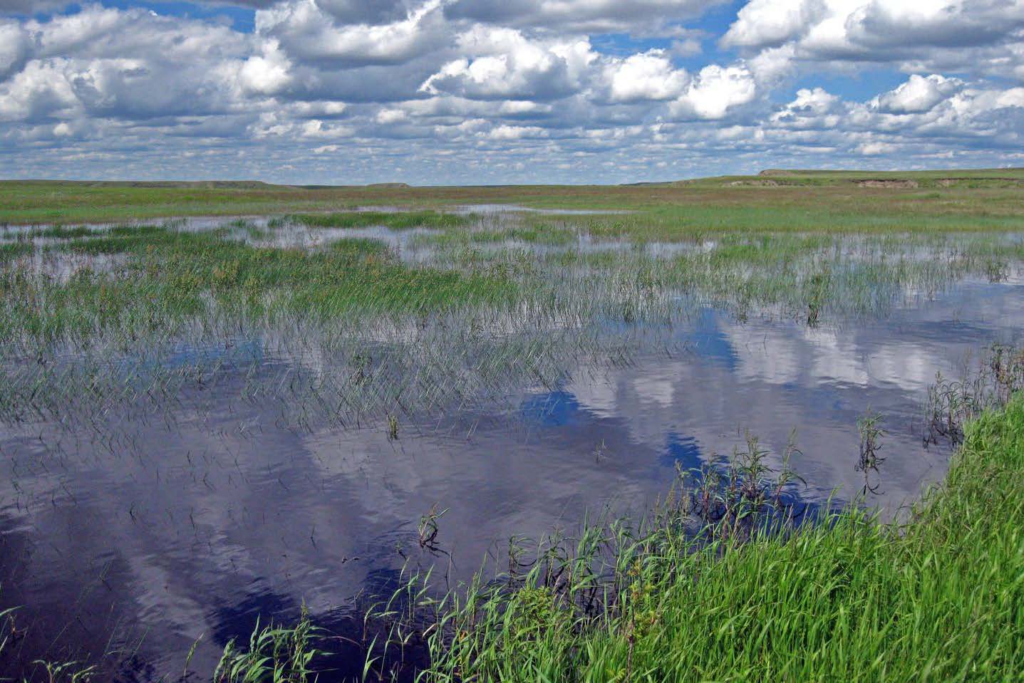 Wetlands Nature Ambience Sound Effects recordings