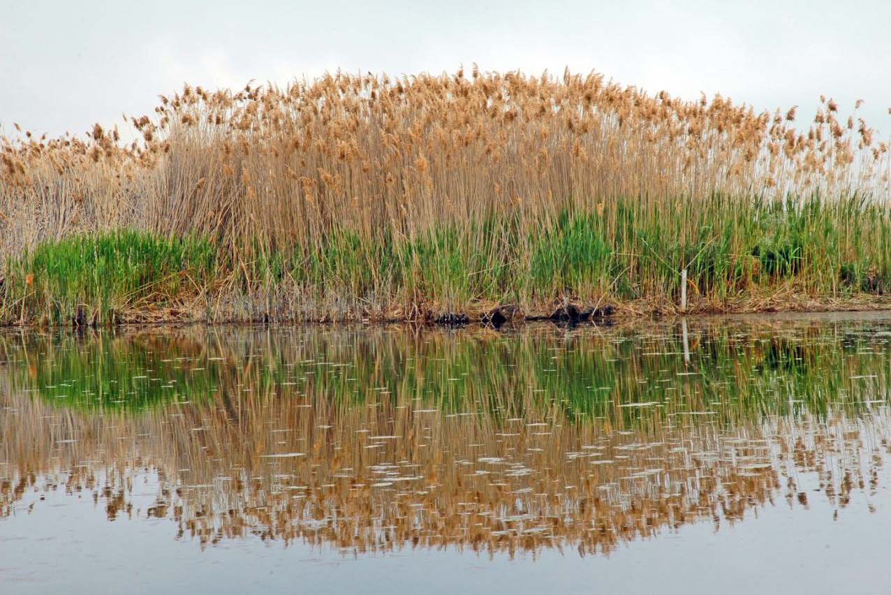 Wetlands Nature Ambience Sound Effects recordings