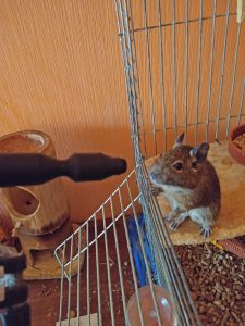 Squirrel_01-tinified