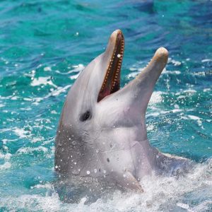 Dolphin Website BOOM Library recording dolphin sound effects