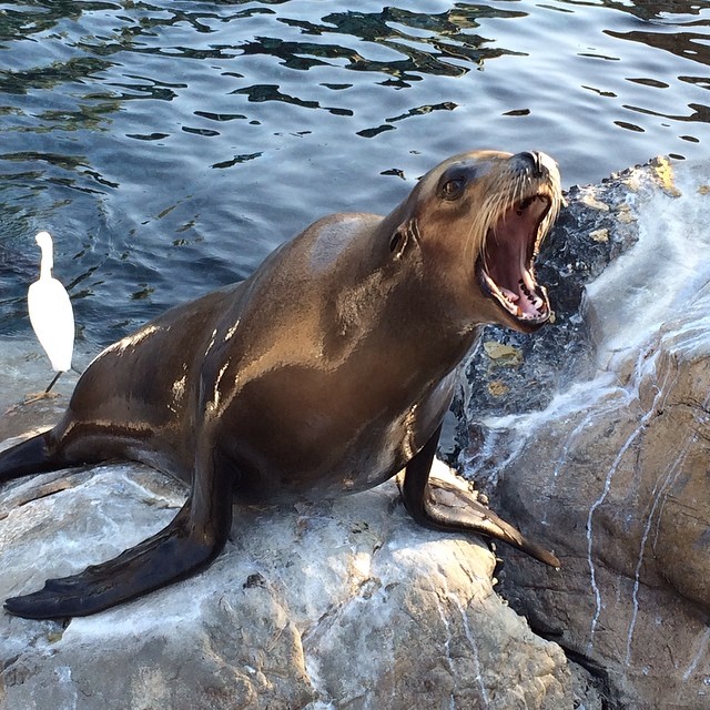 BOOM Library recording sea lion sound effects