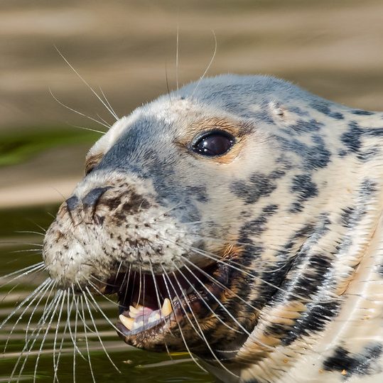 BOOM Library recording seals sound effects