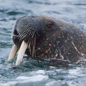 Walrus Website BOOM Library recording walrus sound effects