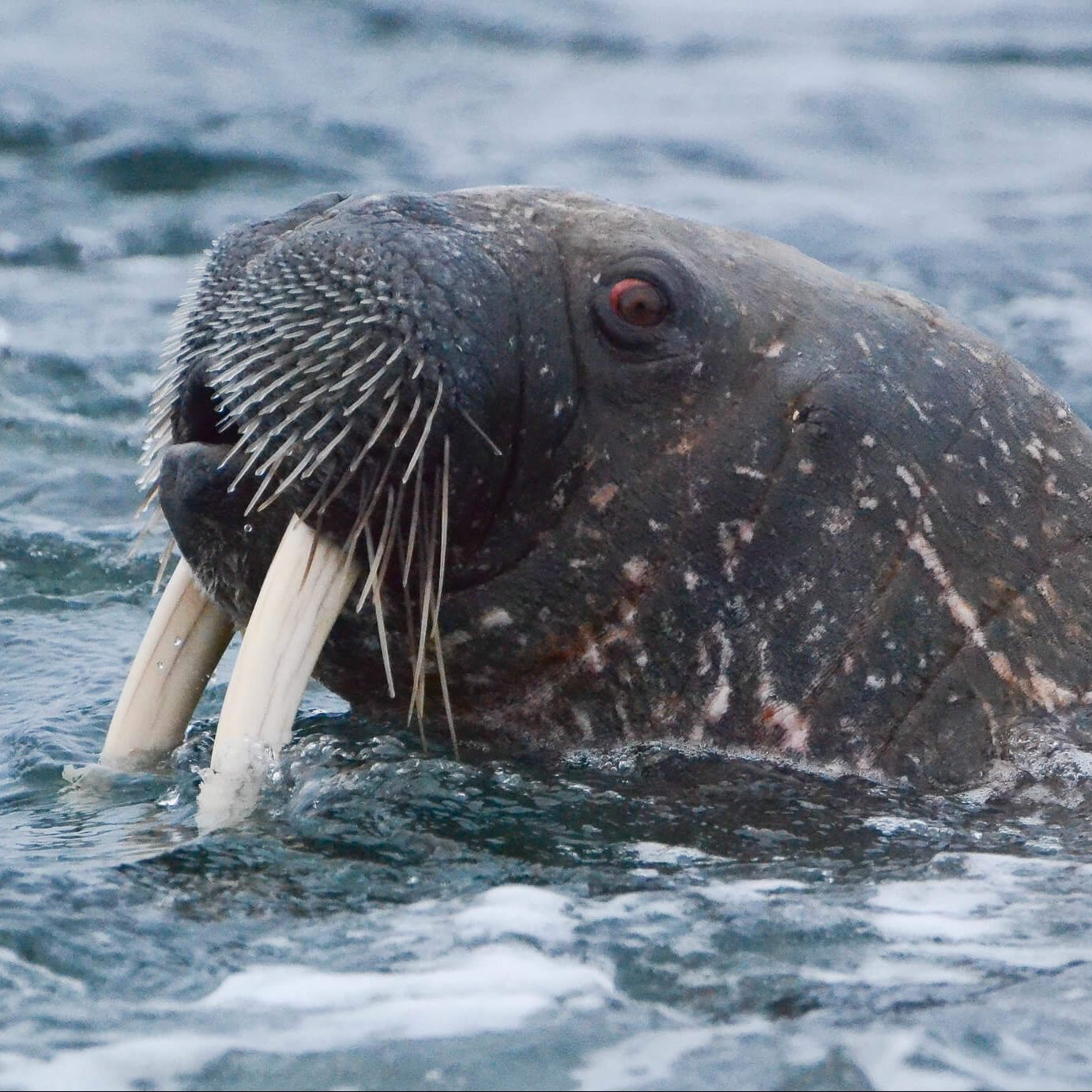 BOOM Library recording walrus sound effects