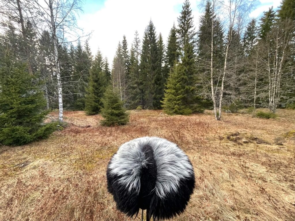 Schoeps ORTF in Coniferous forest