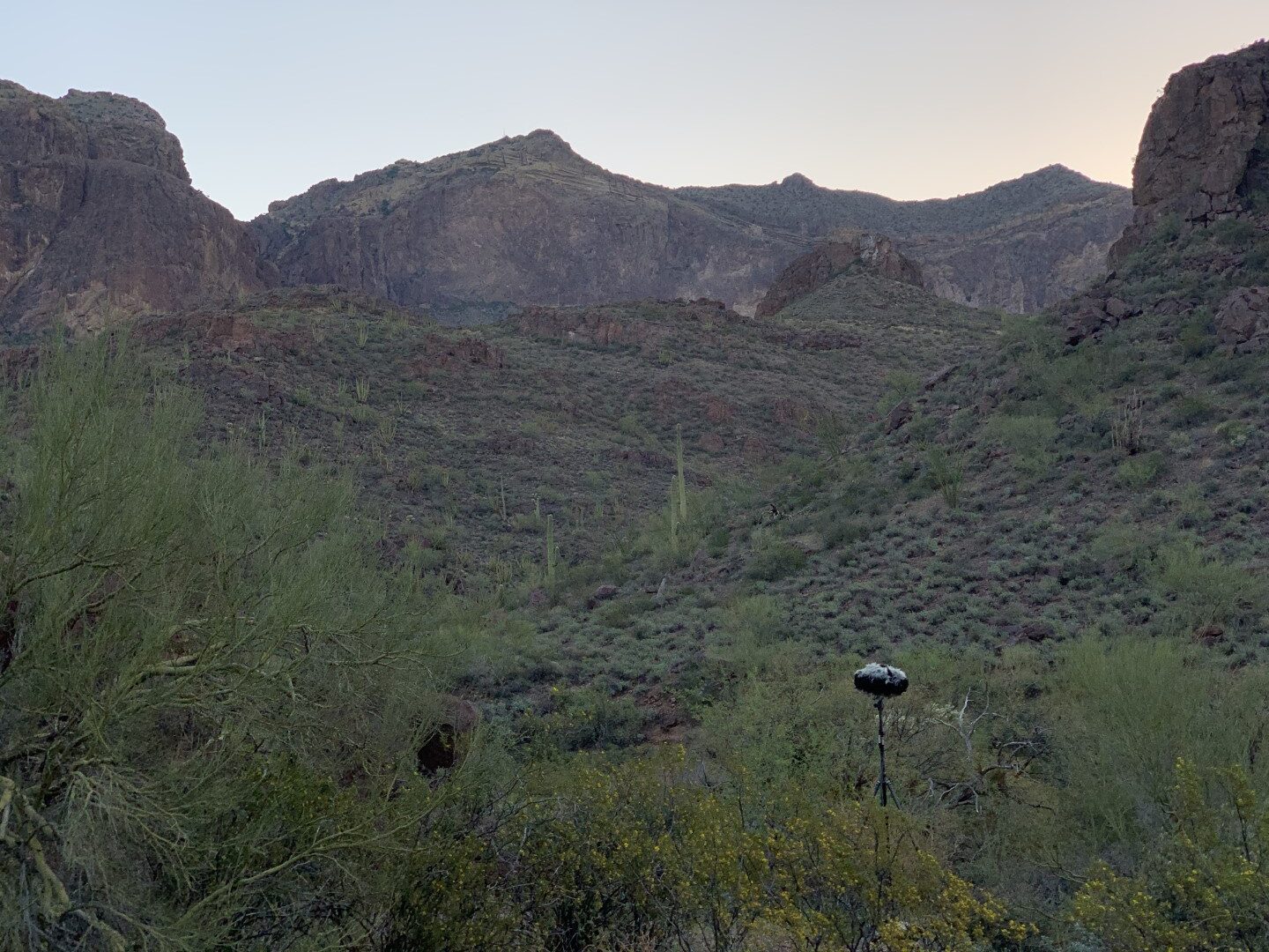 OrganPipeAlamoCanyon (Large)