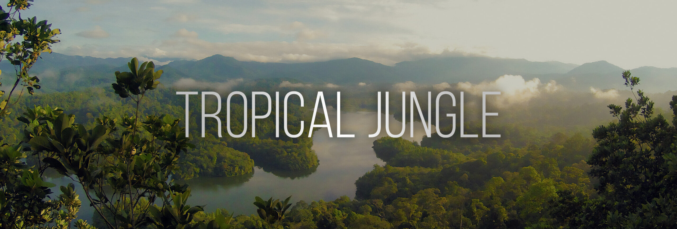 BOOM_TropicalJungle_Blog-Hero