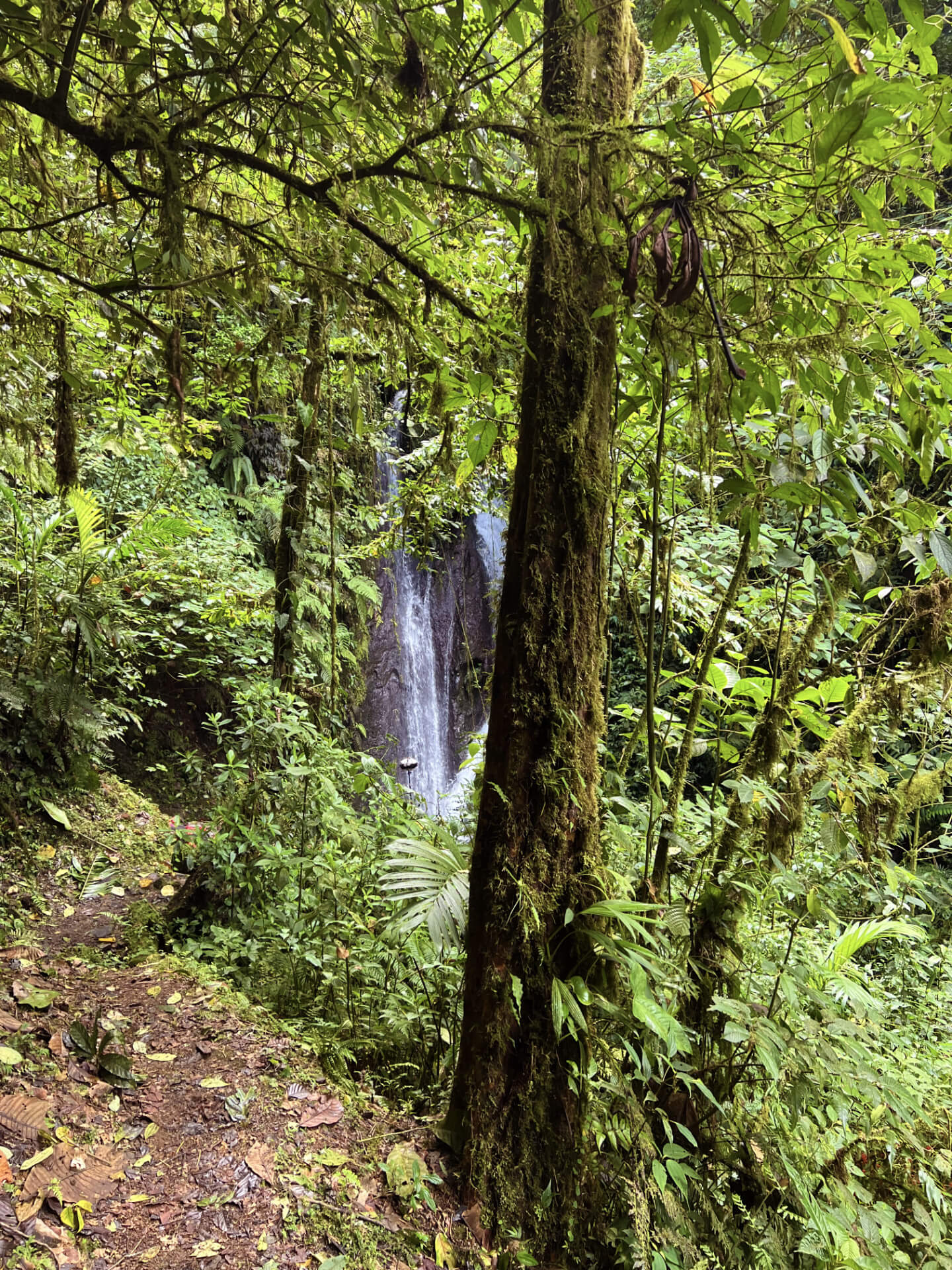 IMG_9546 waterfall in the jungle