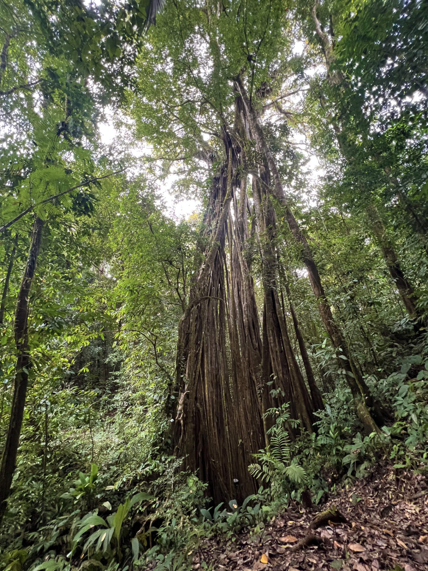 IMG_9635 tall tree in rainforest
