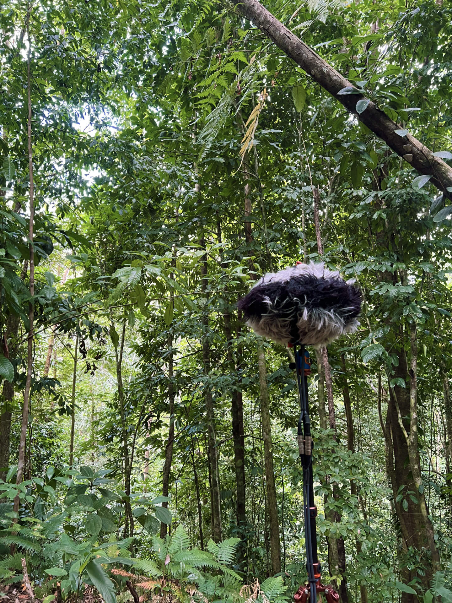 IMG_9645 schoeps ortf-3D in jungle