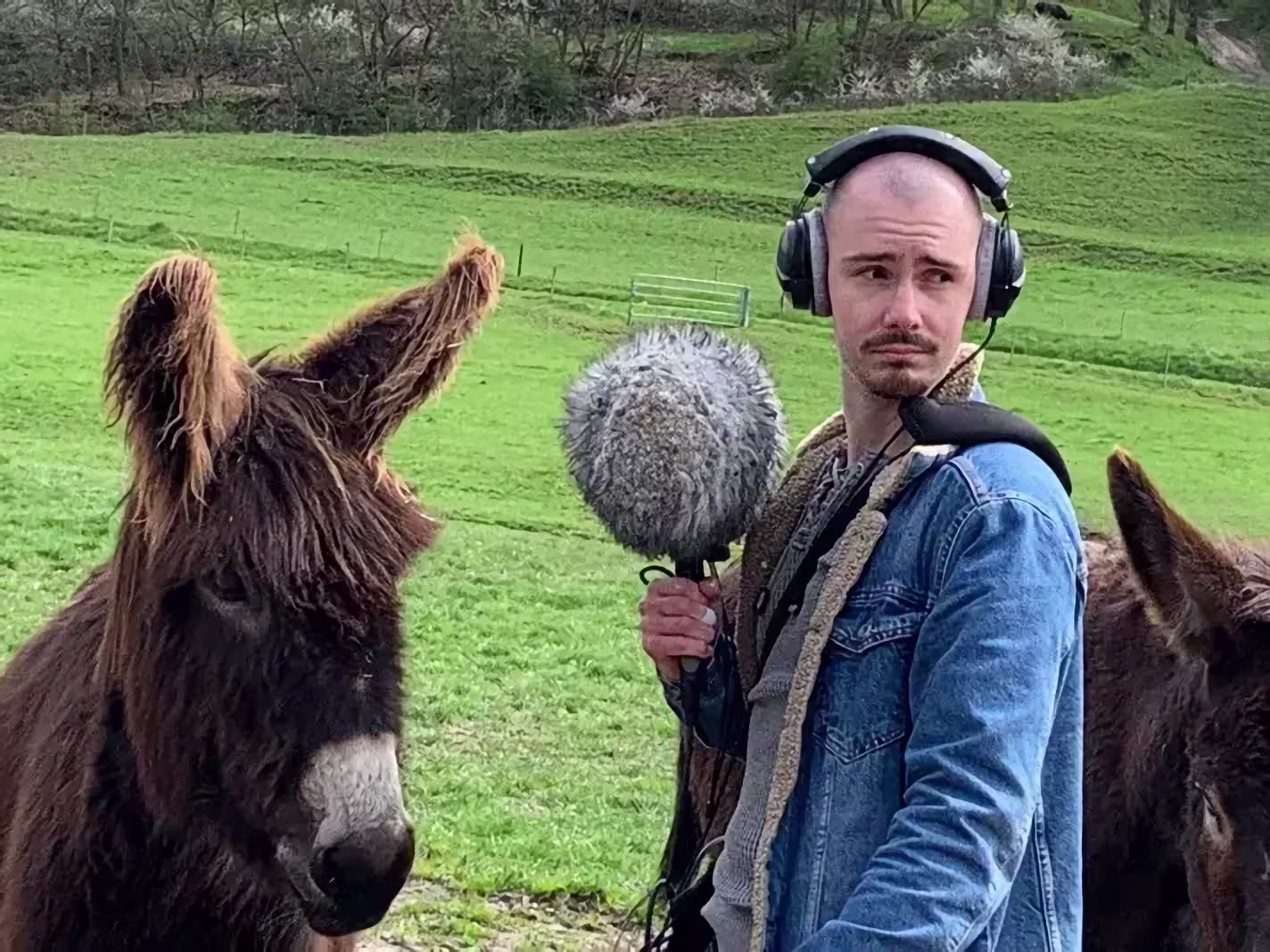donkey-recording